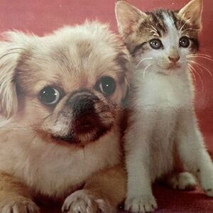 ~Meow!!! Offers are Welcomed~